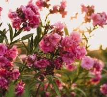 cremation services in New Castle IN
