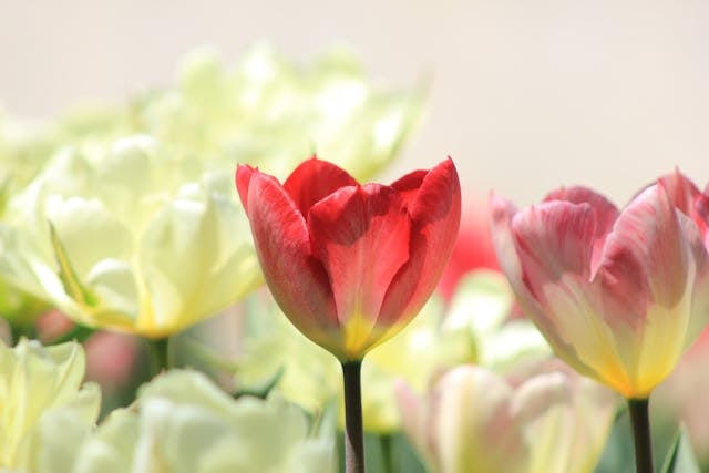 cremation services Mount Summit IN