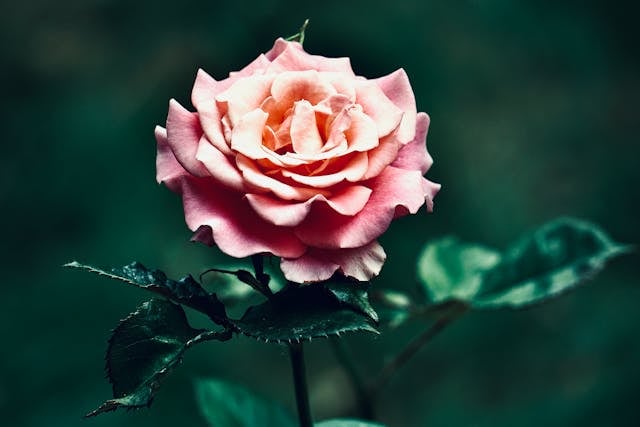 cremation services Mooreland, IN