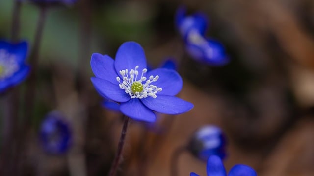 Delicate blue flower in bloom against a soft natural background, symbolizing trust and compassionate care at funeral homes in New Castle, IN.