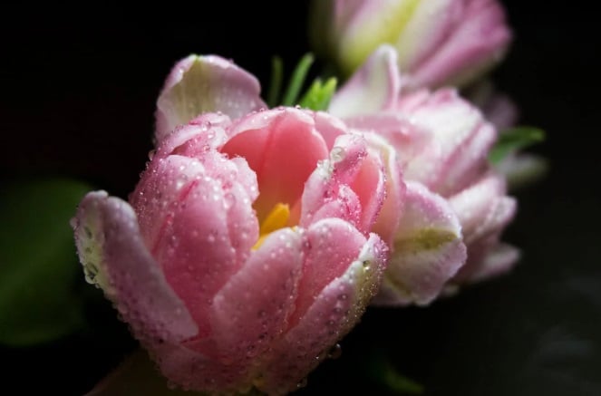 Pink flower with water droplets symbolizing remembrance for funeral homes in New Castle, IN.