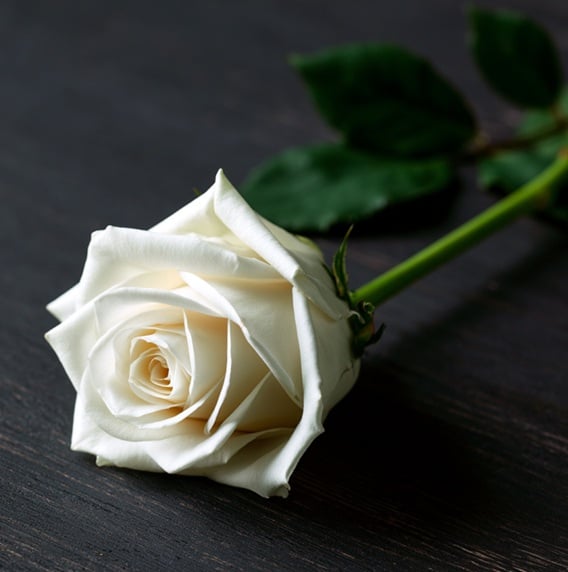 White rose on dark surface symbolizes remembrance in Mount Summit, IN.