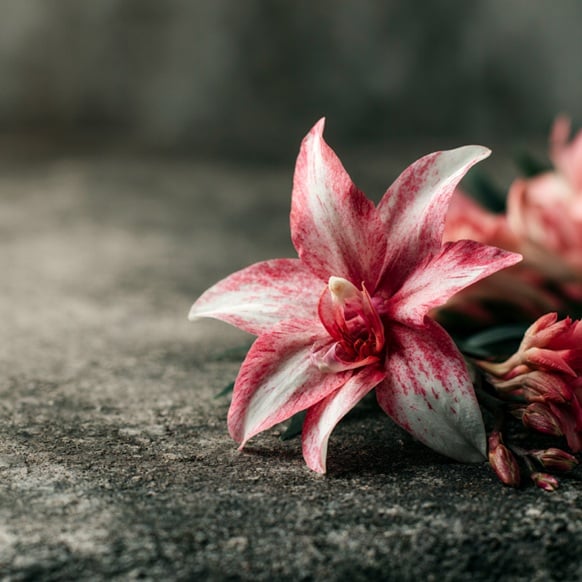 Pink memorial lily for cremation services in New Castle, IN.