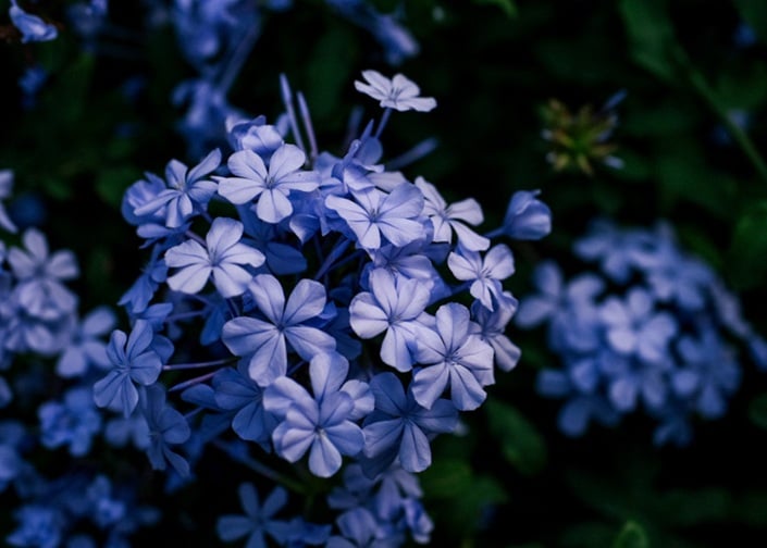 Blue memorial flowers representing cremation services in Mount Summit, IN.