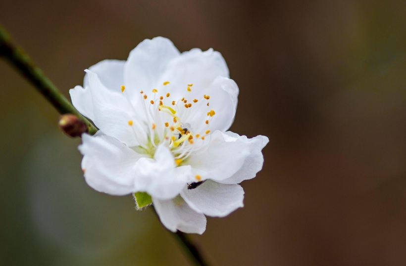 White blossom representing peace of mind for families in New Castle, IN.